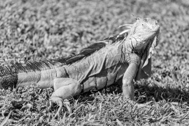 Egzotik iguana sürüngeni. Egzotik sürüngen hayvanı. Vahşi yaşam hayvanı. Doğadaki sürüngen hayvan. Vahşi yaşam hayvanat bahçesi ormanı. Tropikal ormanda iguana kertenkelesi. Madagaskar iguana otçul kertenkelesi. Yağmur ormanı iguanası.