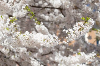 Baharda çiçek açan Sakura çiçeği. Bahar doğası. Beyaz çiçekli Sakura. Güneşli bir gün. Bahar mevsimi çiçek açar. Japon kirazı. Sakura çiçeği. Kiraz ağacında güzel bir bahar Sakura çiçeği.
