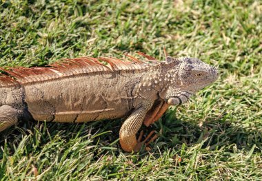 Doğadaki sürüngen hayvan. Vahşi yaşam hayvanat bahçesi ormanda. Tropikal ormanda iguana kertenkelesi. Amerikan iguana otçul kertenkelesi. Egzotik iguana sürüngeni. Egzotik hayvan. Vahşi yaşam hayvanı. Büyük iguana kuyruğu.