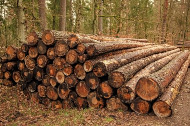 Ormanların tahrip edilmesi ve kesilmesi. Kesik kesin. Kesik odun yığını. Ağaç kütüğü, kereste kütüğü. Kereste hasadı. Kereste endüstrisi. Ormanların yok edilmesi. Ormandaki ağaç kütüğü. Çam ağacı kütüğü. Yumuşak kereste.
