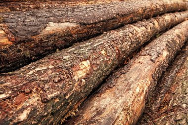 Orman yönetimi. Kereste kesiyorum. Tahta arka plan. Ahşap kütüğün arka planı. Ahşap zemin. Tahta kütük arka planı. Yakacak odun odunu kesiyorum. Kereste istiflenmiş odun.