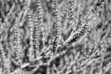 Lavanta Sprig 'i. Lavanta tarlası. Yazın lavanta çiçeği. France Provence sahasında. Mor lavanta doğada çiçek açar. Doğanın bileşimi. Çiçek açan yaz çiçekleri. Çiçek tarlası.