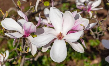 Güzel bahar manolyası çiçeğinin açık pembe rengi ağaçta. İlkbaharda çiçek açan manolya çiçeği. Bahar doğası. Çiçekli manolya. Bahar mevsimi çiçek açar. Magnolia çiçeği..