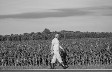 Çiftçi adam yürüyor ve mısır tarlasını kontrol ediyor. Hasat mahsulü. Mısır tarlası çiftçisi. Tarımsal mısır tarlası hasat mevsimi. Ekin tarlasında hasat yapan adam. Sahadaki hasatçıyı. Arazi ve tarım.