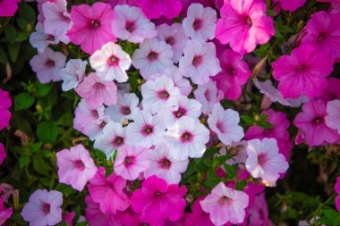 Petunya çiçeği. Canlı petunya bahçesi çiçeği büyüyor. Petunya çiçeği doğada. Yaz doğası. Çiçek açan bitkinin canlı infloresanları. Petunya çiçeği. Çiçekli arkaplan.