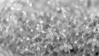 Makroda çiçek açan lobelia, seçici odaklanma. Açık hava çiçekleri. Mavi lobelia çiçeği. Doğal çiçek bitkisi. Çiçek açan arka plan. Çiçek lobelia mavi arka plan. Lobelia çiçeği.