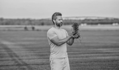 Saha teftişi. Tarım mahsulü hasadı. Sahada filizlenen bir adam var. Yeşil ekoloji ve tarım ortamı. Ekin hasadı. Eko tarım ve tarım ürünleri..