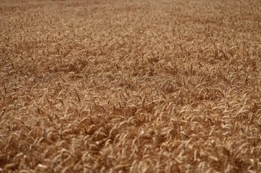Arpa hasadı. Yazın hasat zamanı. Olgun buğday hasadıyla tarım tarlası. Kır çiftçiliği. Arpa taneciği ve dikenli diken. Buğday kulağı geçmişi. Olgun arpa tarlası. Geç hasat.