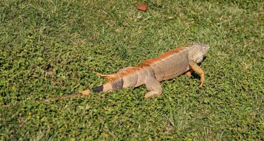 Tropikal ormanda iguana kertenkelesi. Vahşi iguana kertenkelesi. Egzotik iguana sürüngeni. Egzotik sürüngen hayvanı. Vahşi yaşam hayvanı. Doğadaki sürüngen hayvan. Vahşi yaşam hayvanat bahçesi ormanda. Tropikal iguana habitatı.