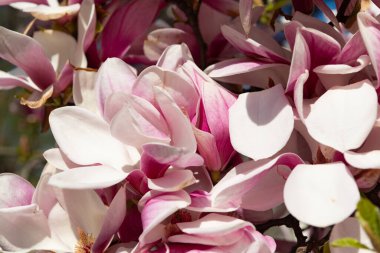 Çiçekli manolya ağacı. Çiçekli manolya. Manolya çiçeği ve çiçek. Güzel bir bahar sezonu. Çiçekli bahar doğası. Pembe manolya çiçeği. Bahar doğası. Pembe taç yaprağı.