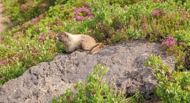 Dağ sıçanı vahşi dağ sıçanı. Dağ kemirgeni. Capybara açık havada. Hayvanat bahçesindeki vahşi hayvan. Neşeli dağ sıçanı. Parktaki dağ sıçanı. Kemirgen hayvan dağ sıçanı. Kemirgen dağ sıçanı hayvanı. Vahşi yaşam doğası. Marmot capybara.