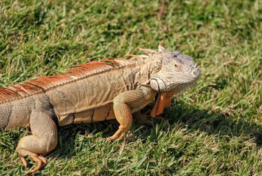 Vahşi yaşam hayvanat bahçesi ormanda. Çimlerin üzerinde iguana kertenkelesi. Amerikan iguana otçul kertenkelesi. Egzotik iguana sürüngeni. Egzotik sürüngen hayvanı. Vahşi yaşam hayvanı. Doğadaki sürüngen hayvan. Güneşlenen iguana.