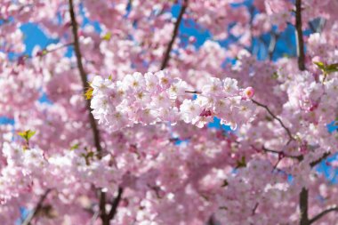 Bahar mevsimi çiçek açar. Japon kiraz çiçeği. Sakura çiçeği. Kiraz ağacında güzel bir bahar Sakura çiçeği. Baharda çiçek açan Sakura çiçeği. Bahar doğası. Pembe çiçekli Sakura..