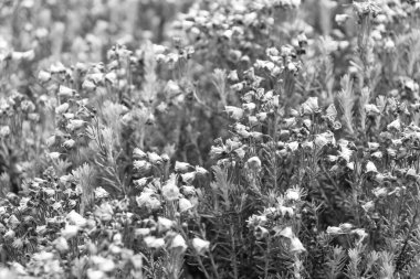 Doğada dağ keneviri çiçeğinin kır çiçeği olan bir çayır. Yaz doğası. Çiçek açan bitki. Çiçek açan arka plan. Dağ keneviri çiçeği. Pembe dağ keneviri çiçeği..