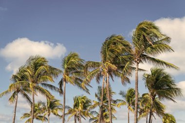 Rüzgarlı havada palmiye ağacı. Florida 'nın güney sahilinde kasırga. Kasırgada palmiye ağacı. Miami 'de tropik bir sahil. Palmiye ağacıyla tropik rüzgarlı hava. Güçlü rüzgar. Egzotik doğa.