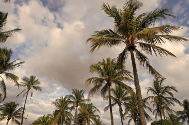 Miami 'de tropik bir sahil. Palmiye ağacıyla tropik bir açık hava sahnesi. Tropik yaz tatili. Egzotik doğa. Palmiye ağacı. Miami güney sahilinde yaz tatili. Kaliforniya palmiyesi. Palmiye yaprakları hışırdıyor.