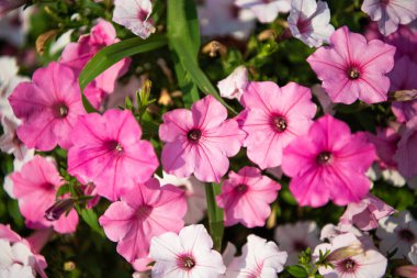 Petunya çiçeği. Canlı petunya bahçesi çiçeği büyüyor. Petunya çiçeği doğada. Yaz doğası. Çiçek açan bitkinin canlı infloresanları. Petunya çiçeği. Çiçekli arkaplan.