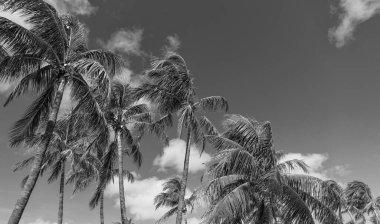 Egzotik doğa. Palmiye ağacı. Miami güney sahilinde yaz tatili. Kaliforniya palmiyesi. Miami 'de tropik bir sahil. Palmiye ağacıyla tropik bir açık hava sahnesi. Tropik yaz tatili. Gölgeli palmiye vahası.