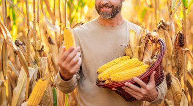 Çiftçi adam mısır tarlasında hasat yapıyor. Mısır tarlasında hasat. Tarladaki çiftçi mısır tarlasında. Mısır hasadı olan İspanyol bir çiftçi. Mısır hasadı. Mısır hasat çiftçiliği. Tarım işçisi.