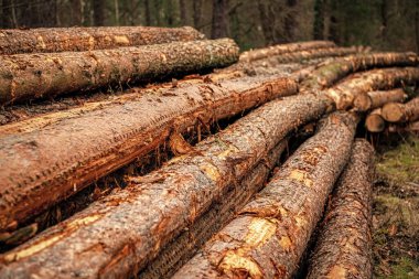 Kereste kesiyorum. Ağaç kesiyorum. Tarım ve ormancılık. Çam ağacı gövdesi. Kereste deposu. Ahşap kereste malzemesi. Yumuşak kereste. Çevresel sorunlar. Orman kaybı.