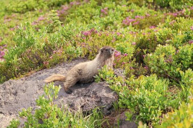 Marmot capybara. Dağ sıçanı vahşi dağ sıçanı. Dağ kemirgeni. Capybara açık havada. Hayvanat bahçesindeki vahşi hayvan. Parktaki dağ sıçanı. Kemirgen hayvan dağ sıçanı. Kemirgen dağ sıçanı hayvanı. Vahşi yaşam doğası. Hayvanat bahçesi.
