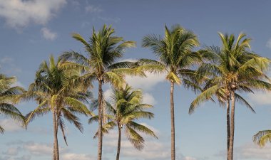 Palmiye ağacı. Florida 'da yaz tatili. Kaliforniya palmiyesi. Miami 'de tropik bir sahil. Palmiye ağacıyla tropik bir açık hava sahnesi. Tropik yaz tatili. Egzotik doğa. Yemyeşil palmiye yaprakları.
