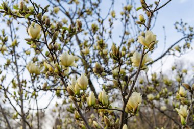Magnolia çiçeği. Ağaçta güzel beyaz manolya çiçeği. İlkbaharda çiçek açan manolya çiçeği. Bahar doğası. Çiçekli manolya. Çiçek açan bahar mevsimi.