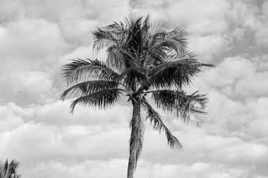 Florida 'da yaz tatili. Kaliforniya palmiyesi. Miami 'de tropik bir sahil. Palmiye ağacıyla tropik bir açık hava sahnesi. Tropik yaz tatili. Egzotik doğa. Palmiye ağacı. Çöl palmiye kümesi.