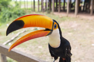 Bir toucan portre