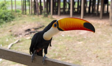 Toucan oturma açık