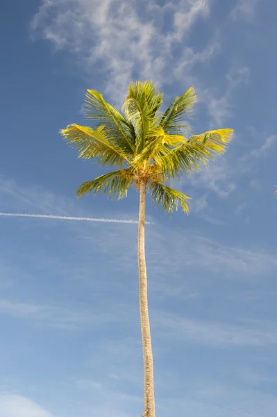 Lange palmboom — Stockfoto