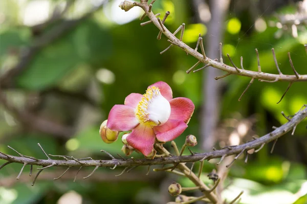 Cannonball boom bloem — Stockfoto