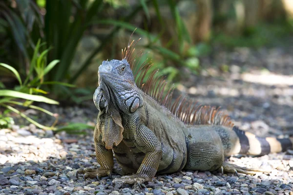Une tortue iguane — Photo