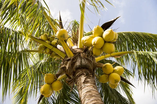 Palma da cocco — Foto Stock