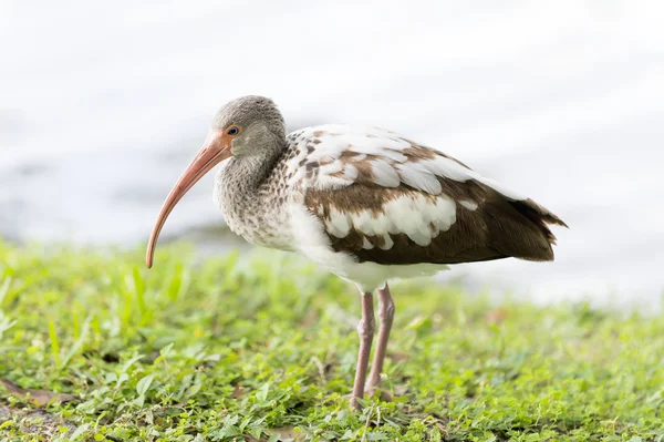 Un aramus carino — Foto Stock