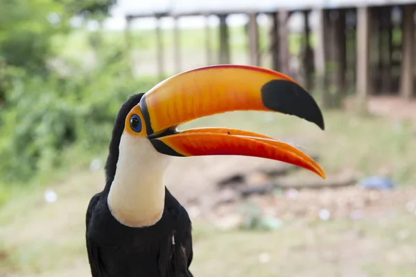 Oiseau drôle de toucan — Photo