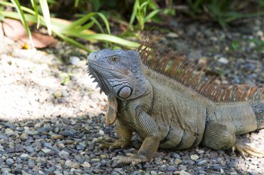 Büyük kaplumbağa Iguana