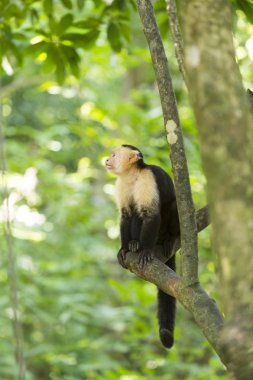 Ağaç örümcek maymun