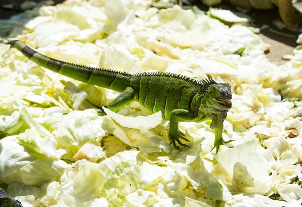 Full length of green iguana — Stock Photo, Image