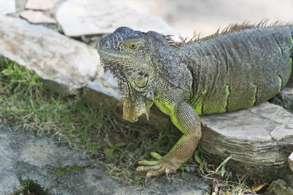 Yeşil Iguana closeup — Stok fotoğraf