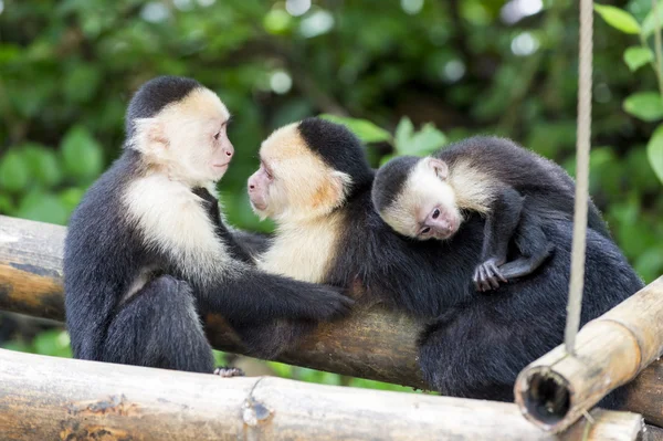 Spinaap familie — Stockfoto