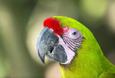 Yeşil papağan portre