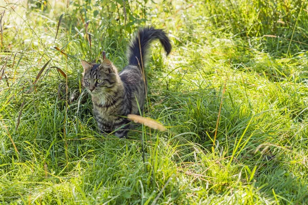 Küçük kedi — Stok fotoğraf