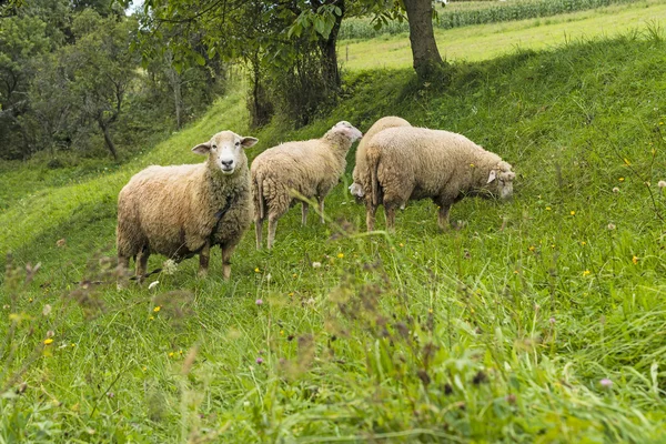 Schafe lizenzfreie Stockbilder