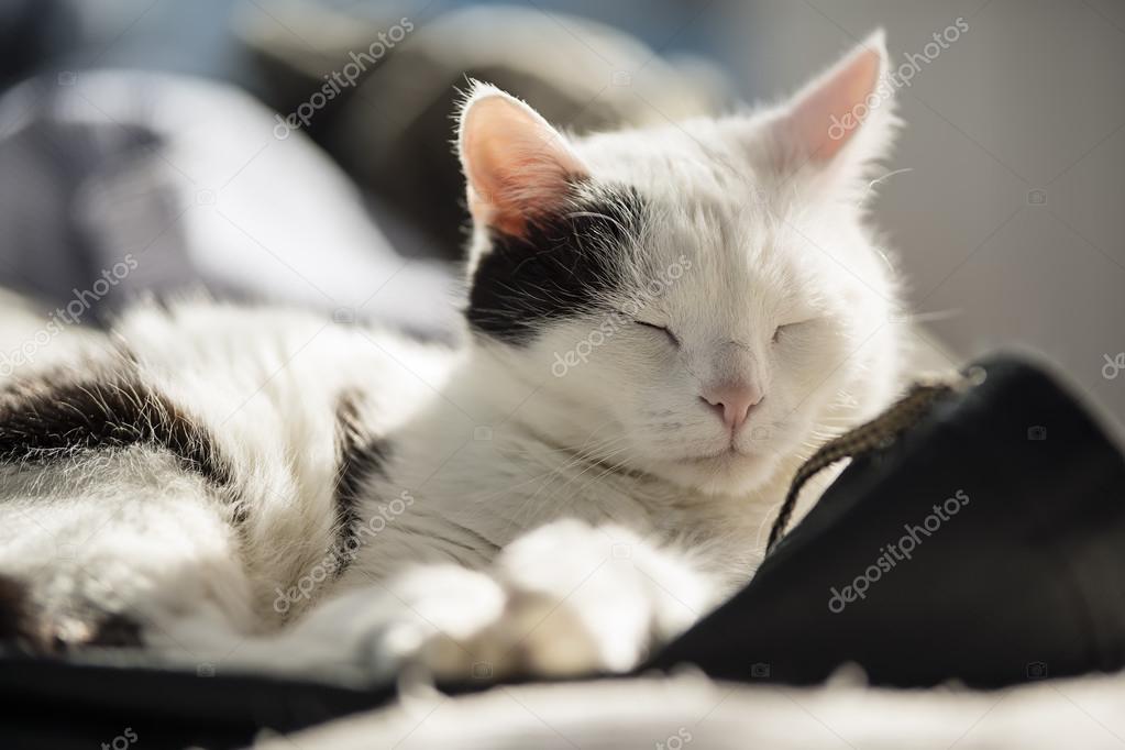 cat resting on a bed