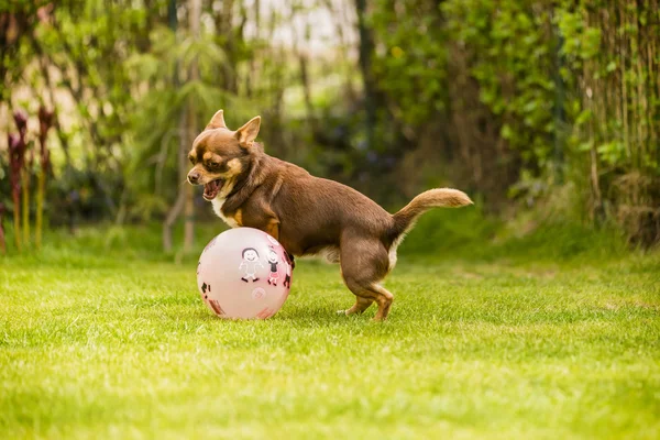 Chihuahua — Stock Photo, Image