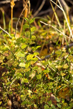 Sonbahar ışığında yaban mersini çalısı