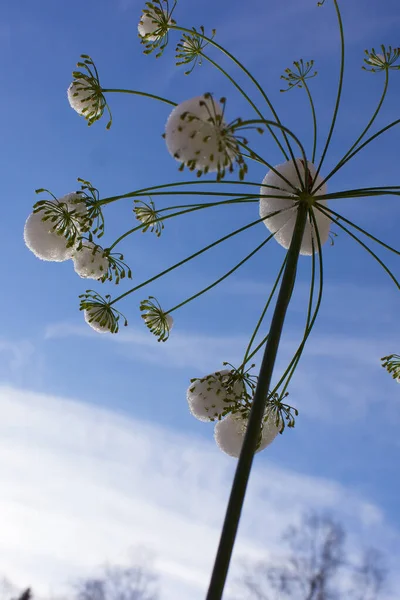 Closeup on dill flower covered in snow against the blue sky