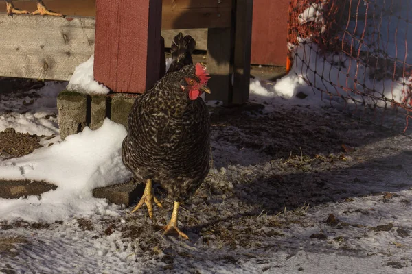 Hen Walking Coop — Stock Photo, Image