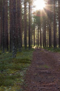 Ormanın içindeki ışık